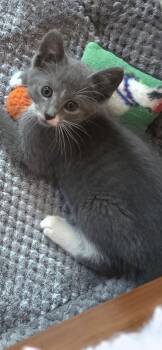 Bernard -  Domestic Short Hair Cat for Adoption in Medford, Wisconsin - Bernard | PetCurious