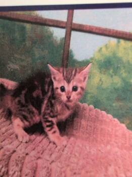 Waffles -  Domestic Short Hair Cat for Adoption in Parker, Colorado - Waffles | PetCurious
