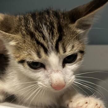 Nanami -  Domestic Short Hair Cat for Adoption in Chattanooga, Tennessee - Nanami | PetCurious