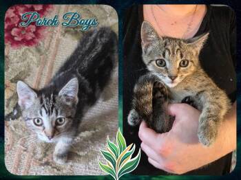 Porch Litter Boys -  Domestic Short Hair Cat for Adoption in Corinth, New York - Porch Litter Boys | PetCurious