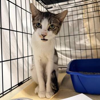 Domestic Short Hair Cats Available for Adoption - Cheesecake Factory | PetCurious
