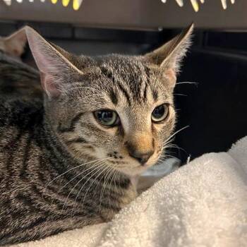 George A. Romero -  Domestic Short Hair Cat for Adoption in Woodinville, Washington - George A. Romero | PetCurious