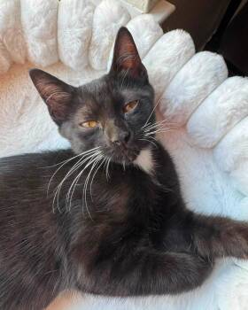 Eclair -  Domestic Short Hair Cat for Adoption in Frisco, Texas - Eclair | PetCurious
