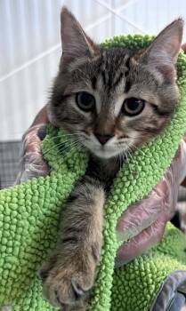 Toby -  Tabby Cat for Adoption in Hamilton, Ontario - Toby | PetCurious