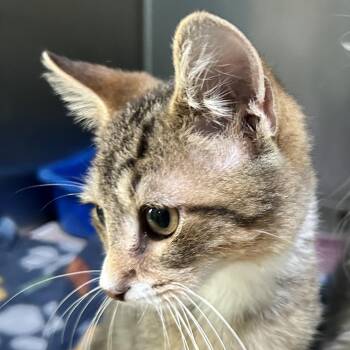 Team -  Domestic Short Hair Cat for Adoption in Newport, North Carolina - Team | PetCurious