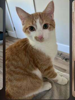 Snicks (& Junior Mint) -  Tabby Cat for Adoption in Brighton, Michigan - Snicks (& Junior Mint) | PetCurious