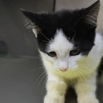 Rescue Domestic Short Hair Cats for Adoption in Yanceyville, North Carolina - Confuzzle 25-1689 | PetCurious