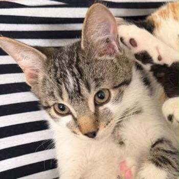 Romeo -  Domestic Short Hair Cat for Adoption in Temecula, California - Romeo | PetCurious