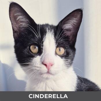 Cinderella -  Domestic Short Hair Cat for Adoption in Toronto, Ontario - Cinderella | PetCurious