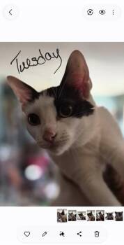 Tuesday -  Domestic Short Hair Cat for Adoption in Simcoe, Ontario - Tuesday | PetCurious