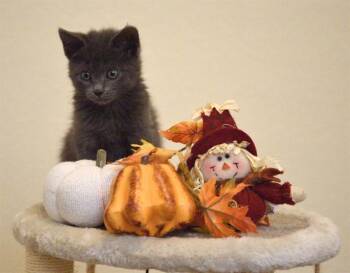 Rescue Domestic Short Hair Cats for Adoption in Colorado Springs, Colorado - STRAWBERRY | PetCurious