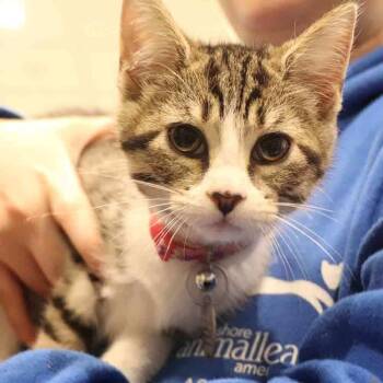 Domestic Short Hair Cats Available for Adoption in Port Washington, New York - Mauve | PetCurious