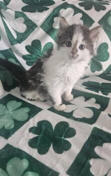 Domestic Medium Hair Cats Available for Adoption in Elmwood Park, Wisconsin - Seamus | PetCurious