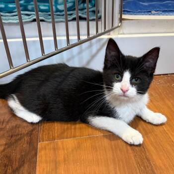 Krispy Kreme -  Domestic Short Hair Cat for Adoption in Potomac, Maryland - Krispy Kreme | PetCurious