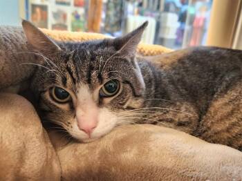 FINN -  Domestic Short Hair Cat for Adoption in St. Louis, Missouri - FINN | PetCurious