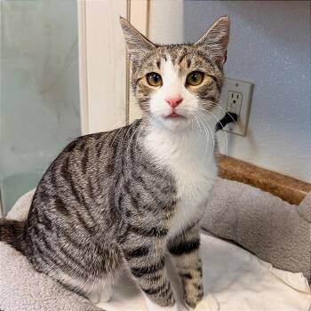 Joey -  Domestic Short Hair Cat for Adoption in Pagosa Springs, Colorado - Joey | PetCurious