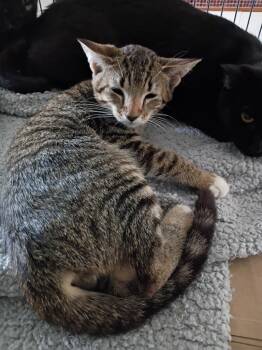 Levi-Tabby -  Domestic Short Hair Cat for Adoption in Liberty, New York - Levi-Tabby | PetCurious
