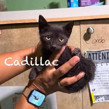 Cadillac -  Domestic Short Hair Cat for Adoption in Tampa, Florida - Cadillac | PetCurious