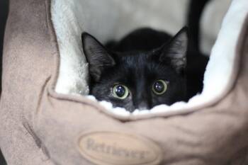 Domestic Short Hair Cats Available for Adoption in Ottumwa, Iowa - Black Widow | PetCurious