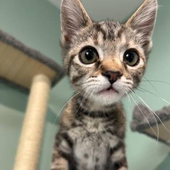 Dot -  Domestic Short Hair Cat for Adoption in Muncie, Indiana - Dot | PetCurious