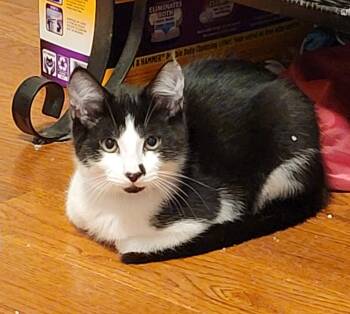Luigi -  Domestic Short Hair Cat for Adoption in Topsham, Maine - Luigi | PetCurious