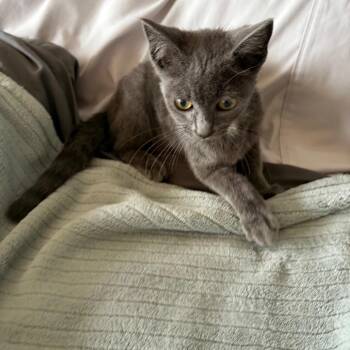 Smokey -  Domestic Short Hair Cat for Adoption in Tustin, California - Smokey | PetCurious
