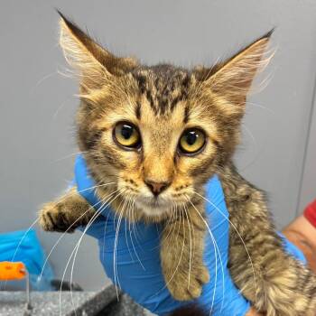 Sun Bear -  Domestic Medium Hair Cat for Adoption in Birmingham, Alabama - Sun Bear | PetCurious