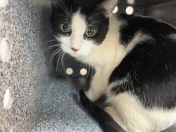 Boi -  Domestic Short Hair Cat for Adoption in New York, New York - Boi | PetCurious