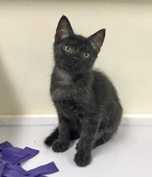 Cherub -  Domestic Short Hair Cat for Adoption in Alexandria, Virginia - Cherub | PetCurious