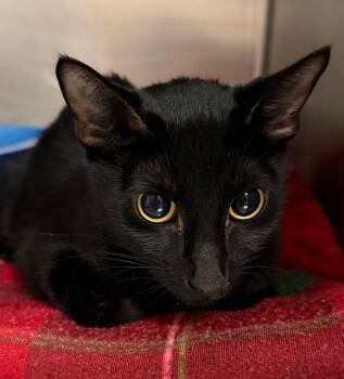 Muneca -  Domestic Short Hair Cat for Adoption in Ocala, Florida - Muneca | PetCurious