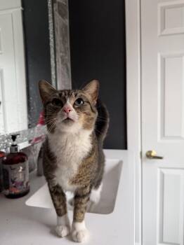 Domestic Short Hair and Tabby Cats Available for Adoption - Souffle | PetCurious