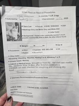 Domestic Short Hair Cats Available for Adoption in Shelton, Washington - Sara Lee | PetCurious