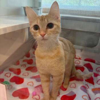 Rose -  Domestic Short Hair Cat for Adoption in Saint Charles, Missouri - Rose | PetCurious