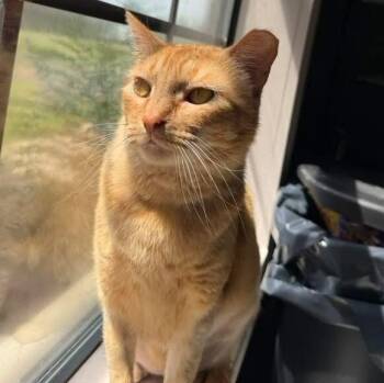 Sabine Davey -  Tabby and Domestic Short Hair Cat for Adoption in Friendswood, Texas - Sabine Davey | PetCurious