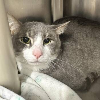 Darius -  Domestic Short Hair Cat for Adoption in Evansville, Indiana - Darius | PetCurious