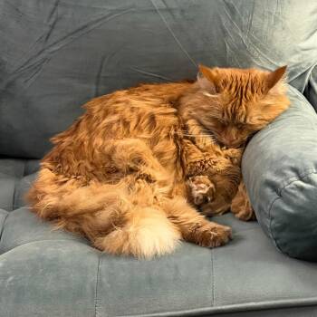 Domestic Long Hair Cats Available for Adoption in Providence, Rhode Island - Buttercup | PetCurious