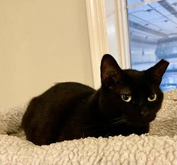 Domestic Short Hair Cats Available for Adoption - Jo Jo (courtesy Listing PV) | PetCurious