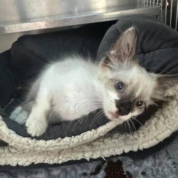 Bodhi- Snowshoe Siamese -  American Shorthair and Siamese Cat for Adoption in Spring Hill, Kansas - Bodhi- Snowshoe Siamese | PetCurious