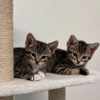 Snickerdoodle -  Domestic Short Hair Cat for Adoption in Los Angeles, California - Snickerdoodle | PetCurious