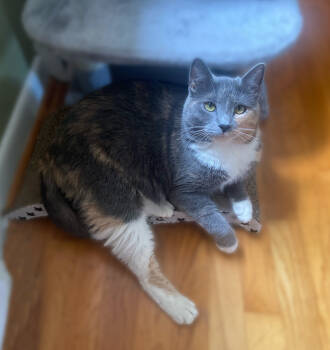 Rescue Domestic Short Hair Cats for Adoption in Mount Laurel Township, New Jersey - Alexandria | PetCurious