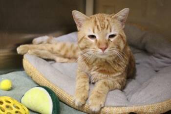 Domestic Short Hair Cats Available for Adoption - George | PetCurious