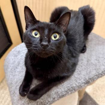 Parker -  Domestic Short Hair Cat for Adoption in Worcester, Massachusetts - Parker | PetCurious