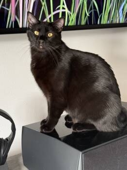 Rescue Domestic Short Hair Cats for Adoption in Martensdale, Iowa - Este | PetCurious