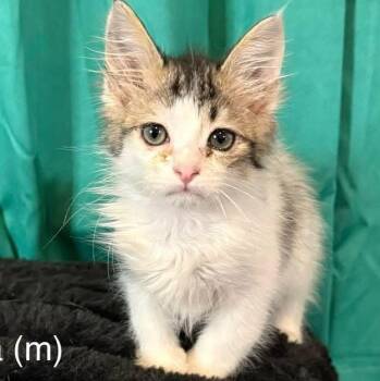 Domestic Long Hair Cats Available for Adoption in Glocester, Rhode Island - Kona | PetCurious