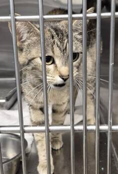 Domestic Short Hair Cats Available for Adoption in Decatur, Illinois - LEEJA | PetCurious