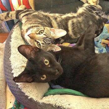 Rescue Domestic Short Hair Cats for Adoption in Antioch, California - Jack Black & Shakespeare | PetCurious