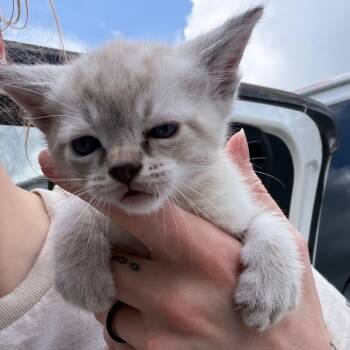 Domestic Medium Hair and Domestic Short Hair Cats Available for Adoption in Marshall, Texas - Sam | PetCurious