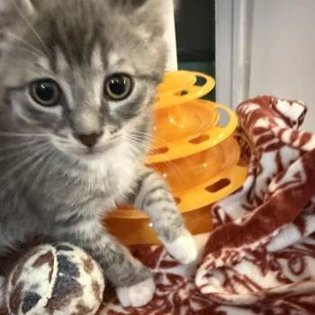 Queen Silver -  Domestic Short Hair Cat for Adoption in Priest River, Idaho - Queen Silver | PetCurious