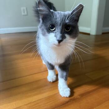 Stache & Grumbelina -  Domestic Short Hair Cat for Adoption in Tampa, Florida - Stache & Grumbelina | PetCurious