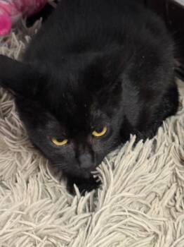 Jagger -  Domestic Short Hair Cat for Adoption in Saint Francisville, Louisiana - Jagger | PetCurious